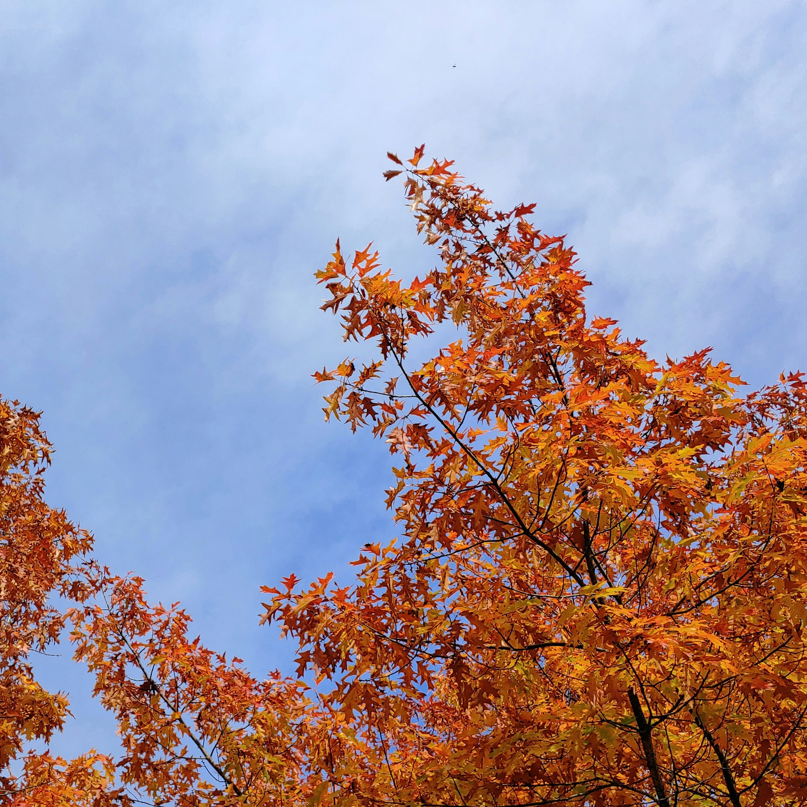 brown leaves under white clouds